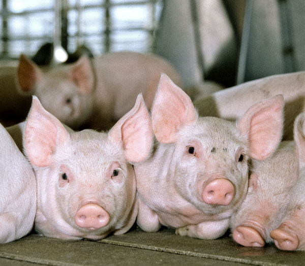 National Hog Farmer's Weekly Wrap-Up for August 3, 2012