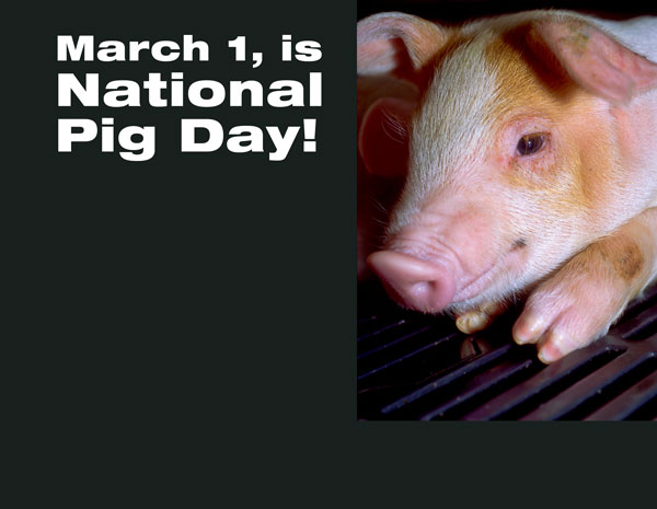 March 1 is National Pig Day!