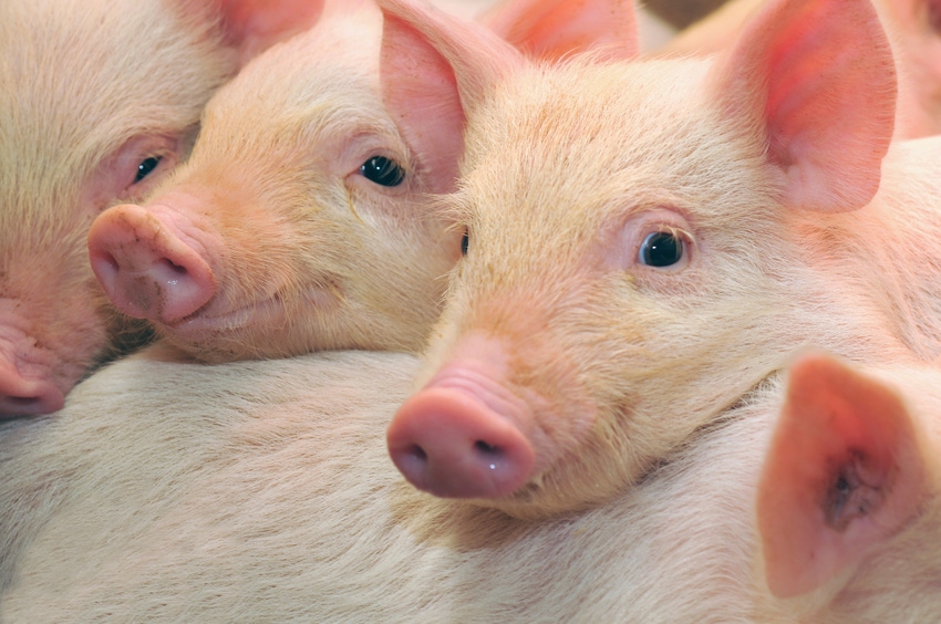 Updating mineral nutrition in pig diets