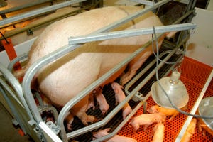 What impact does dietary Lysine level have on lactating sows?