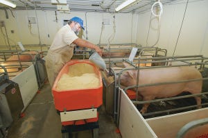 Inadequate Feed Intake Hurts Sow Performance