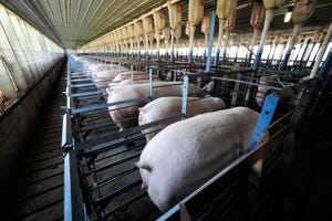 U.S. hog inventory on par; Now look towards trade vs. futures