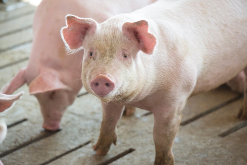 Market Pigs.jpg Market Pigs.jpg