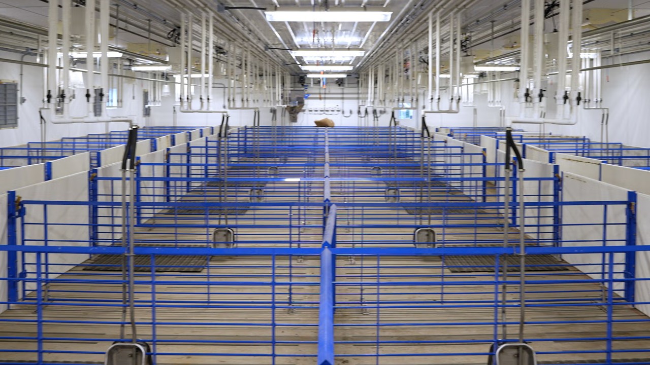 Tour SDSU's Swine Education and Research Facility virtually