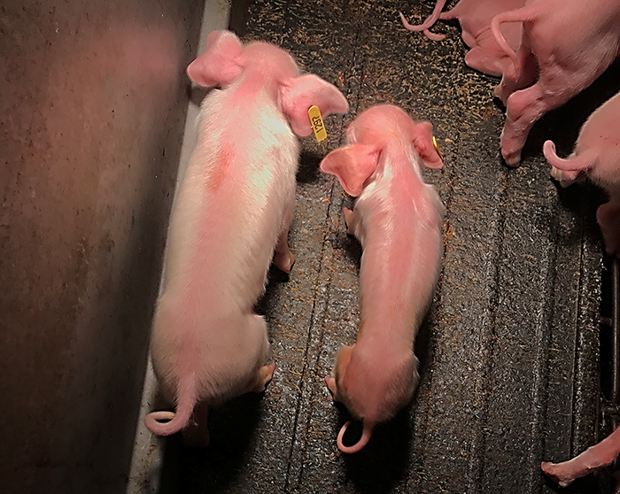 Normal birth weight pig (left) next to its low birth weight litter mate (right).
