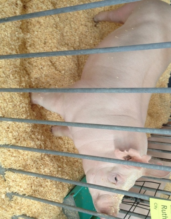 Most Flu Infections in Fair Pigs Unapparent