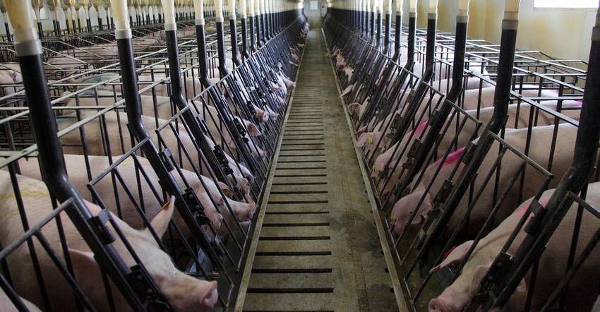 Sows and gilts in stalls