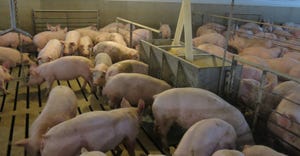 Market hogs eating in a pen