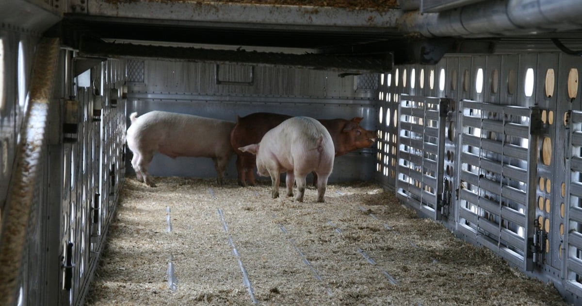 Hog prices rise as USDA reduces pork production outlook