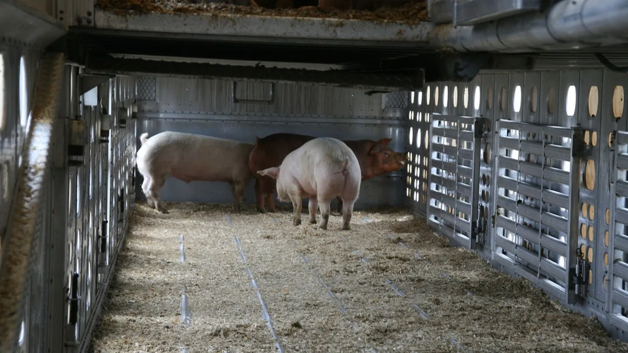 Packing Hogs National Hog Farmer