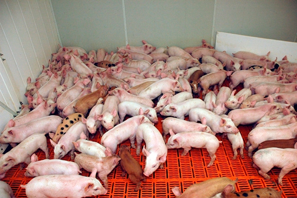 nursery pigs in a pen