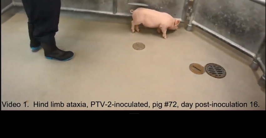 Screen grab from Bailey Arruda video showing a PTV-2 inoculated pig, displaying hind limb ataxia