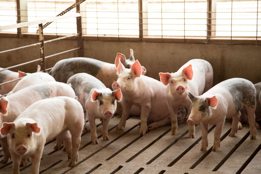 Iowa Swine Day.jpg
