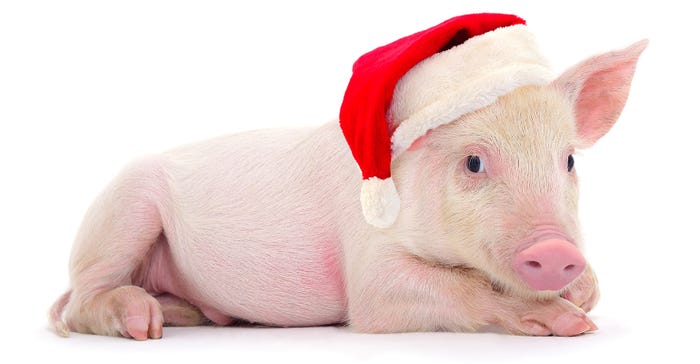 Little pig with a red Santa hat on