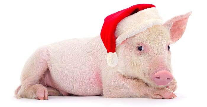 Little pig with a red Santa hat on Little pig with a red Santa hat on