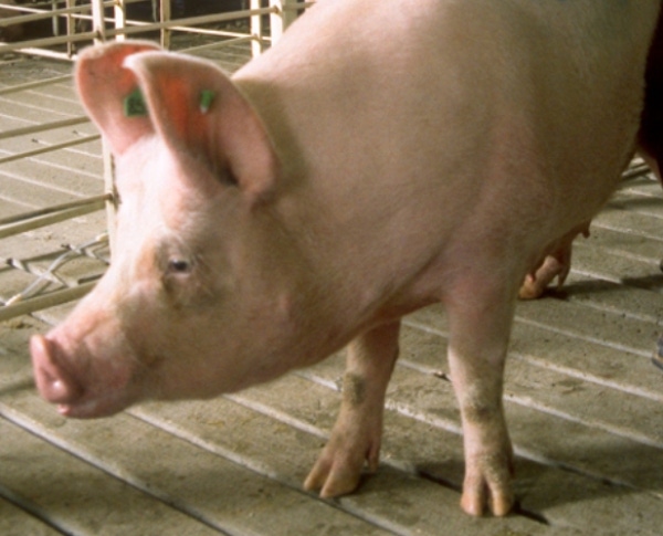 Impact of Alley Width On Free-Access Stall Sow Health, Behavior