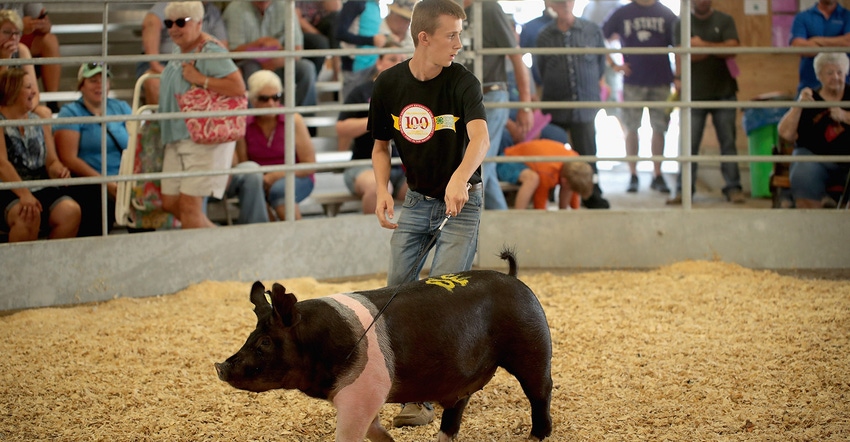 Young man showing a Hampshire hog at a county fair