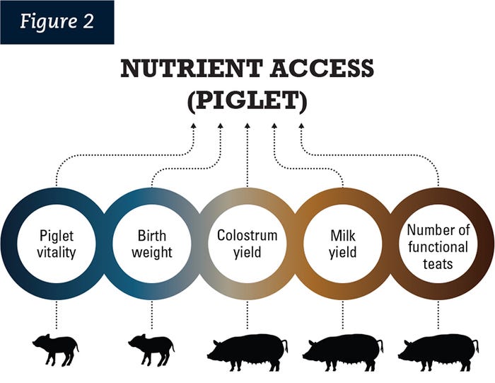  Piglet nutrient access is impacted by piglet birth weight, piglet vitality, a sow's number of functional teats, sow colostrum yield and sow milk yield.