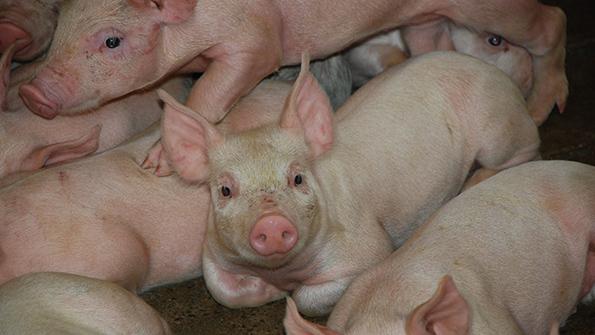 U.S. pig farmers celebrate progress on antibiotic stewardship
