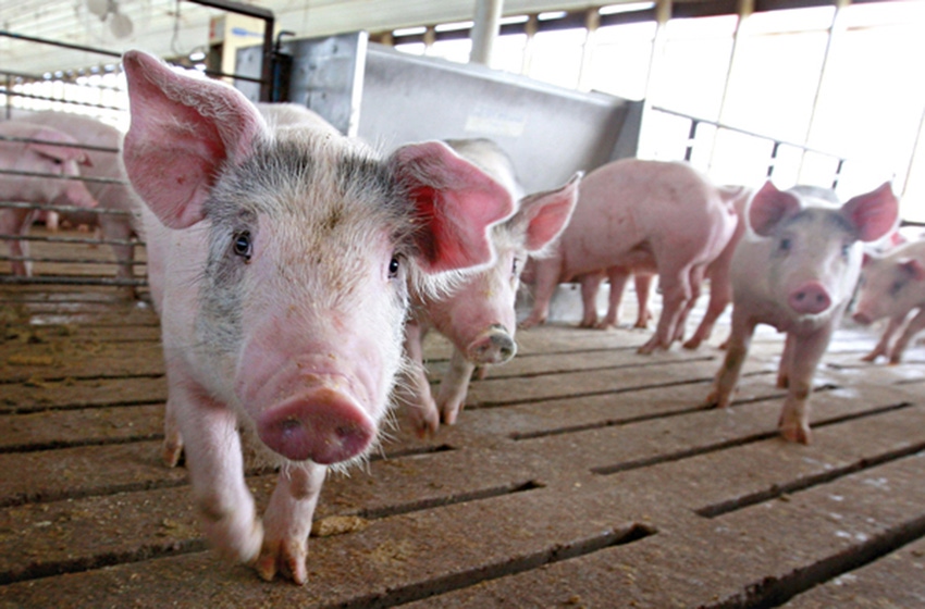 Enhancing DDGS value for pigs via pre-treatment, pre-digestion
