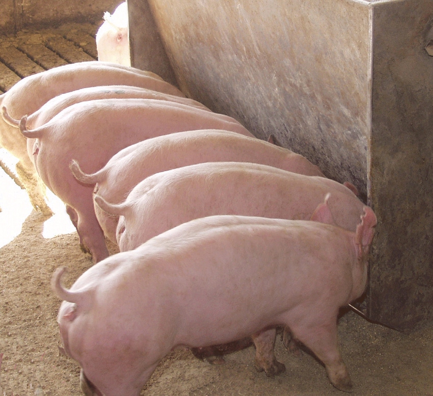 hogs at feeder