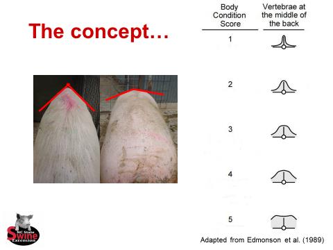 The sow body condition caliper, a paradigm change in sow management
