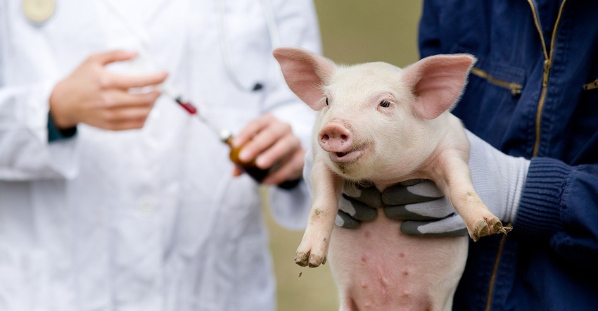 Veterinarian holding a young pig, while another prepares to administer a vaccine 