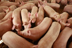 What did analysts say about March Hogs & Pigs report?