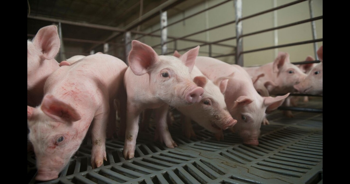 Prepare today for future success: Insights for pork producers