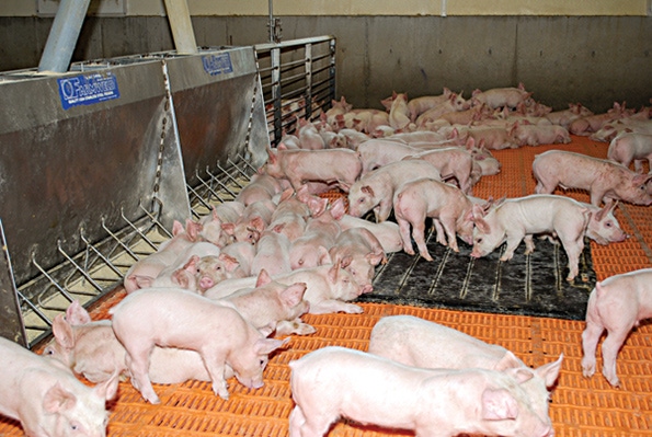 In Spite of PEDV Risks, Pigs Still Need to Be Fed