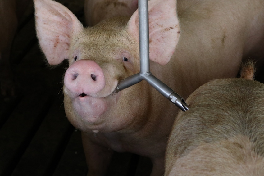 Pig Drinking.JPG Pig Drinking.JPG