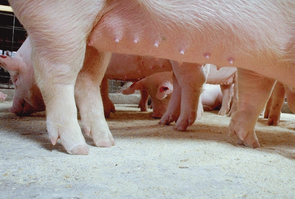 Prevent lameness from causing sows to walk off your farm