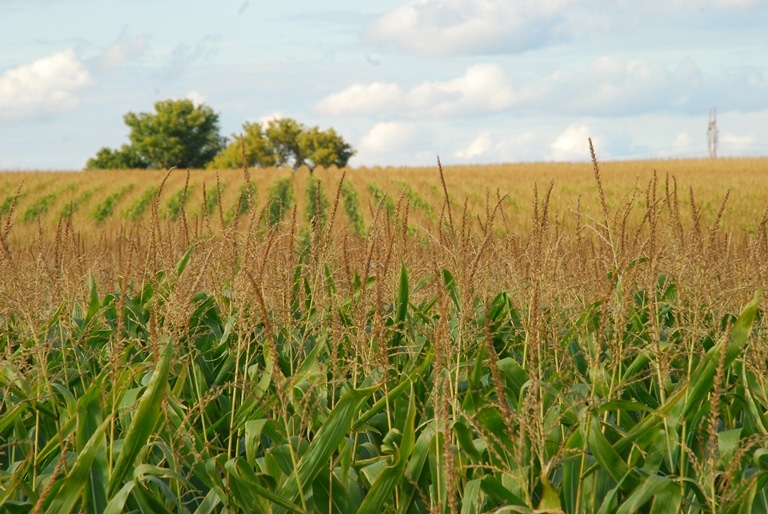 USDA Forecasts Largest Corn Crop on Record