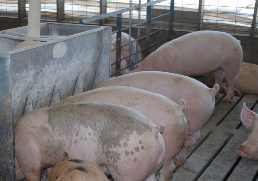 Can high-protein DDGS replace soybean meal in swine diets?