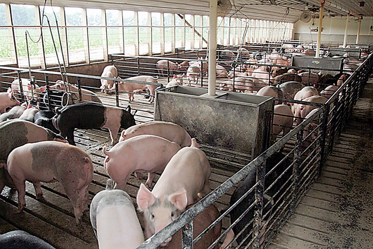 FDA report on antibiotics validates work by U.S. pig farmers