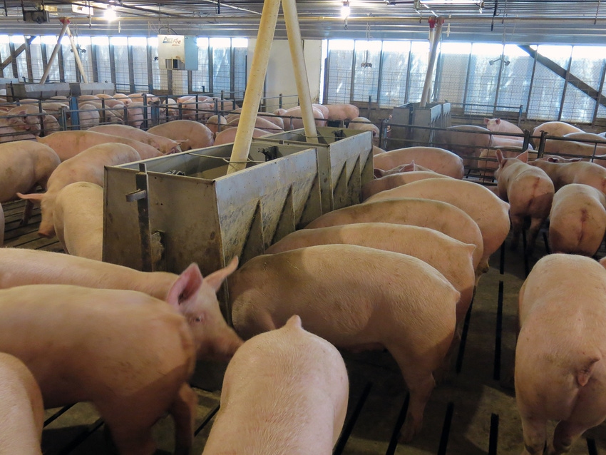 Pigs in space: Finisher room allocation effects on feed conversion