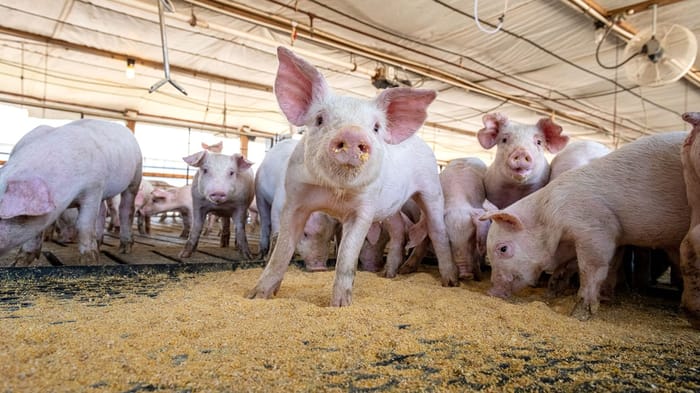 Farrowing recent news | National Hog Farmer