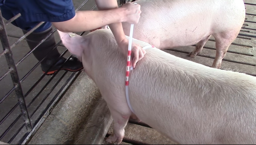 Weighing pigs without a scale? All you need is a tube to measure heart girth