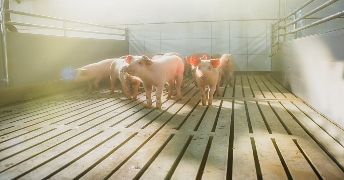 Researchers apply CNNs to predict swine traits