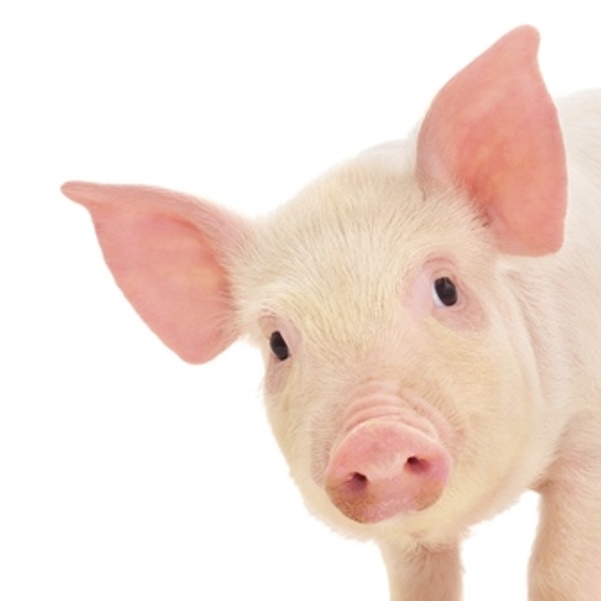 Merck Animal Health Announces New Swine Podcast Series