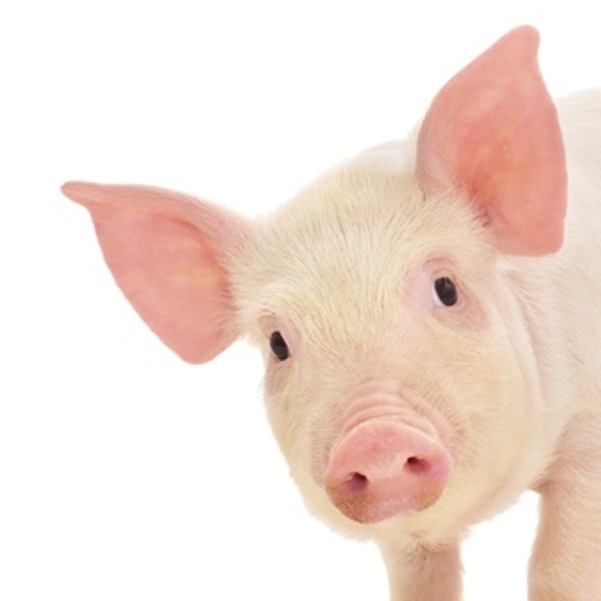 Merck Animal Health announces new swine podcast series