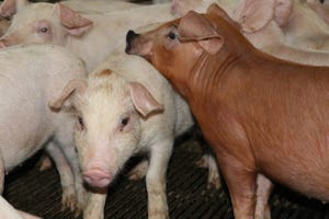 Young Pigs at Luckey Farm.jpg