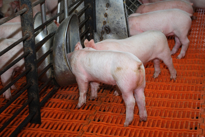 Monitor peroxidized-lipid intake in nursery piglets