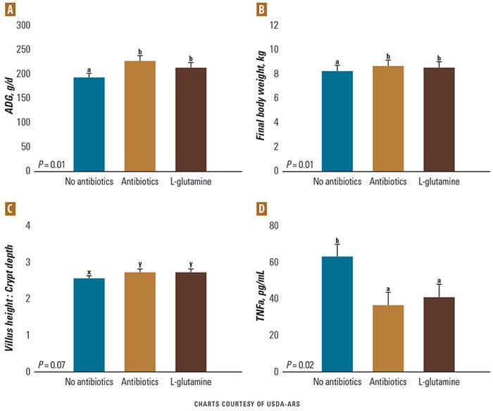 Charts: Impact of no antibiotics, antibiotics and L-glutamine on growth, intestinal health and immune function.