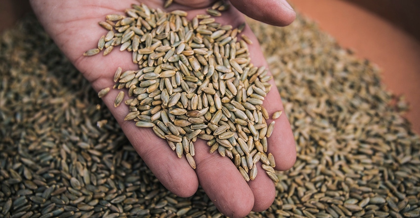 Hybrid rye Hybrid rye