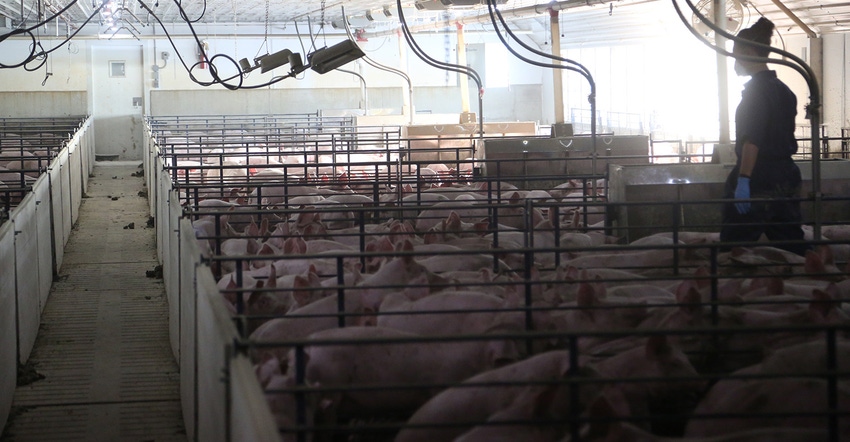 Caregiver checking on pigs Caregiver checking on pigs