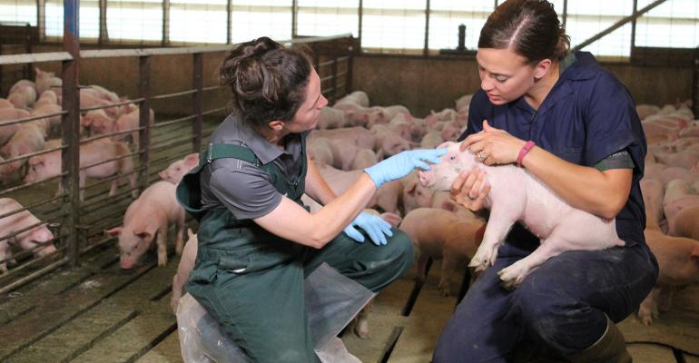Piglets' behavior can also be a clue something is off in the environment. New Fashion Pork veterinarian Deborah Murray (left)