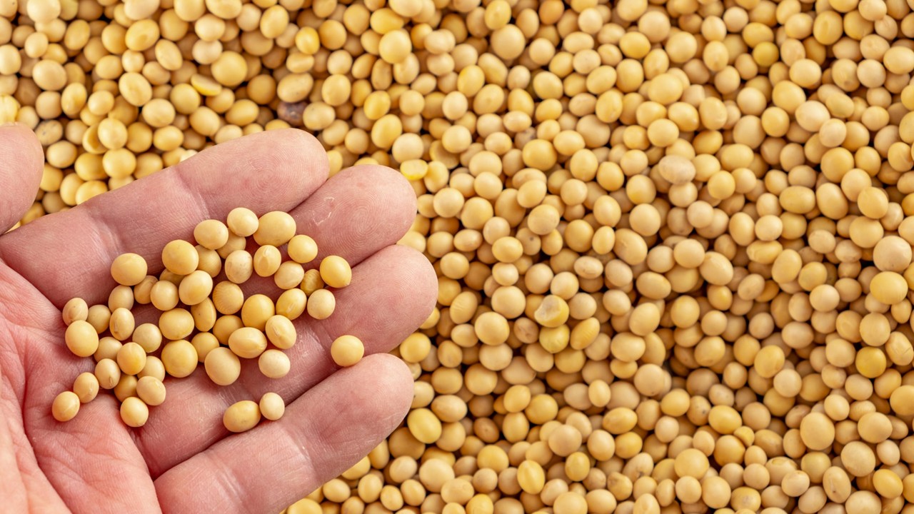 Getty Images Hand holding soybeans