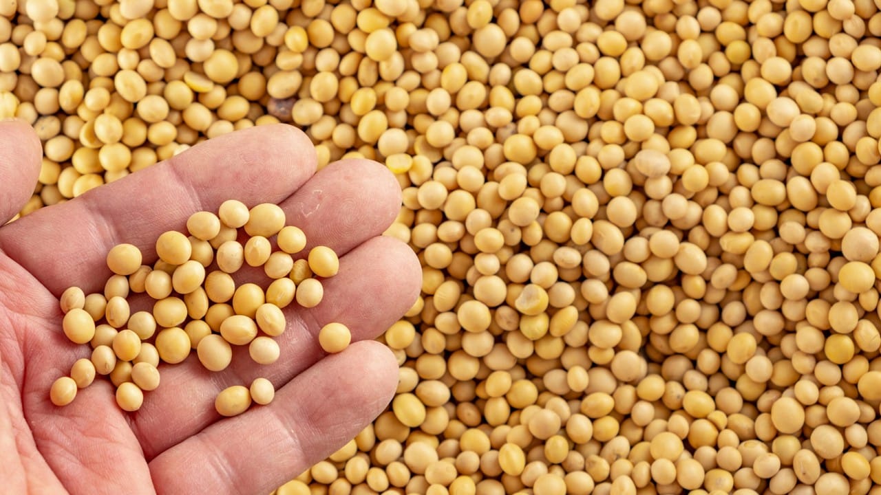 USDA partnership tackles ASF risks in global feed supply chain Getty Images Hand holding soybeans