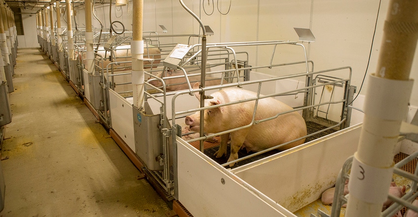 Sow in her stall in a farrowing room